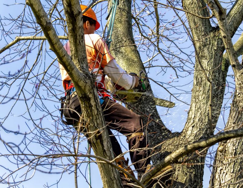 Tree Climbing and Cutting